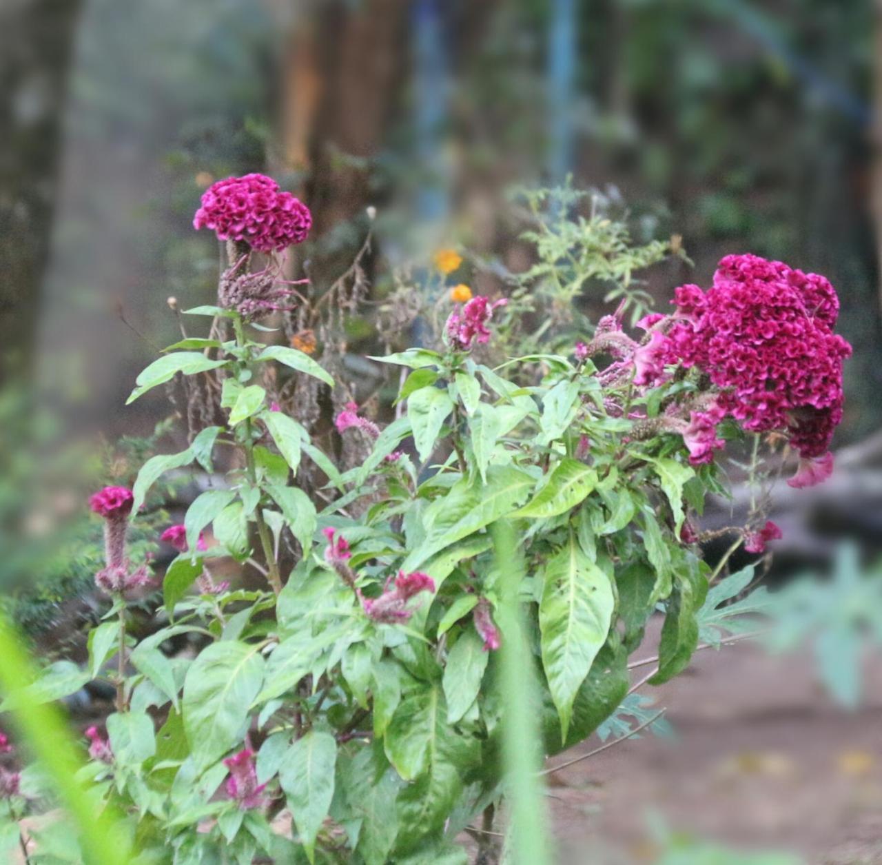 Apple Sara Home Stay Kandy Kültér fotó